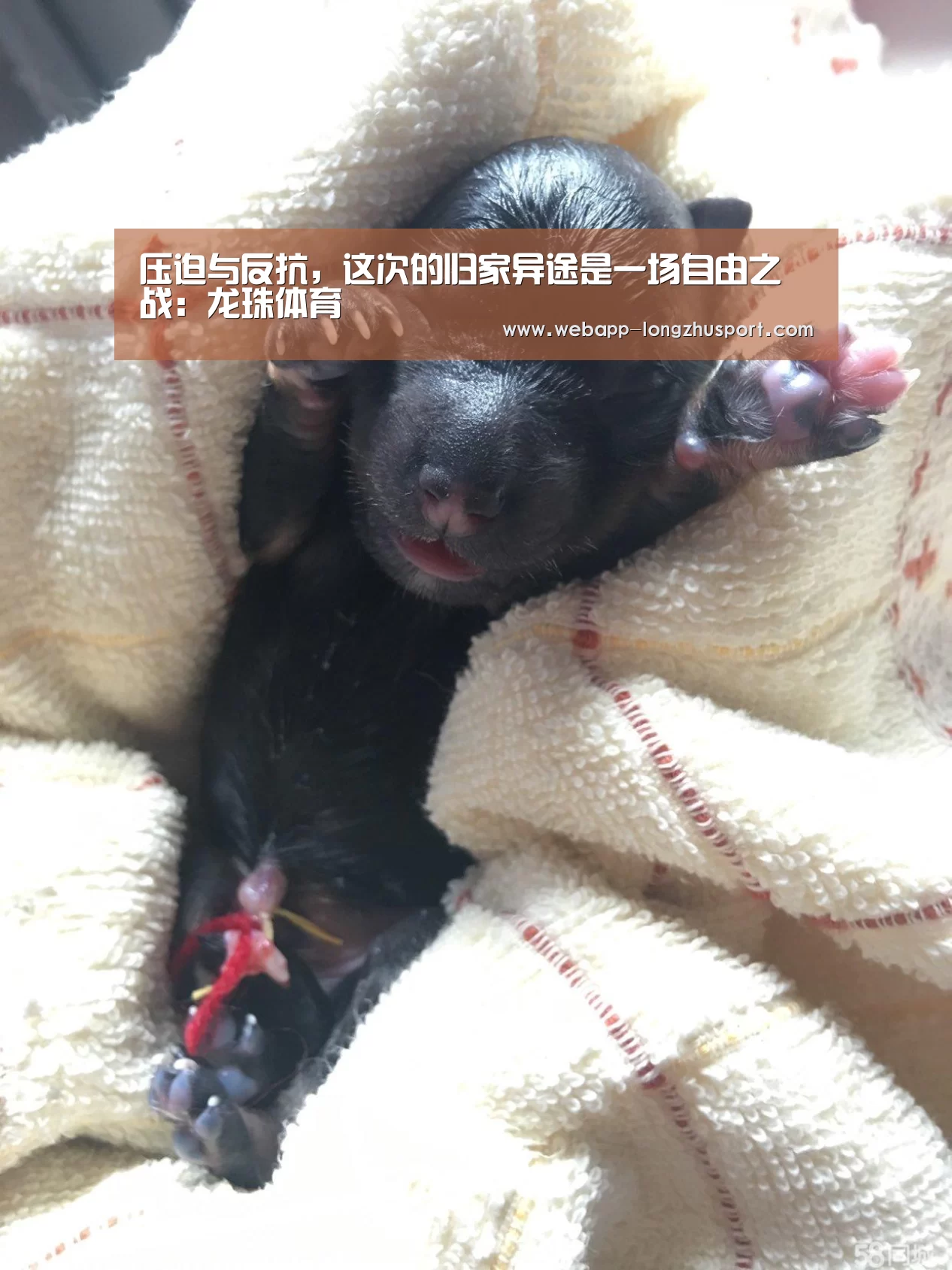 压迫与反抗,这次的归家异途是一场自由之战:龙珠体育(图1) 龙珠体育体育