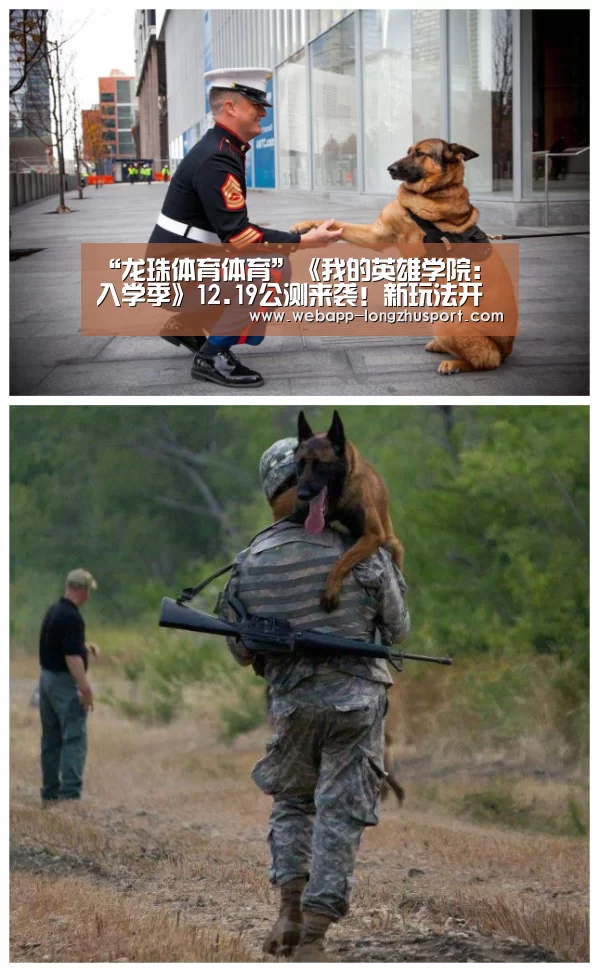 龙珠体育体育